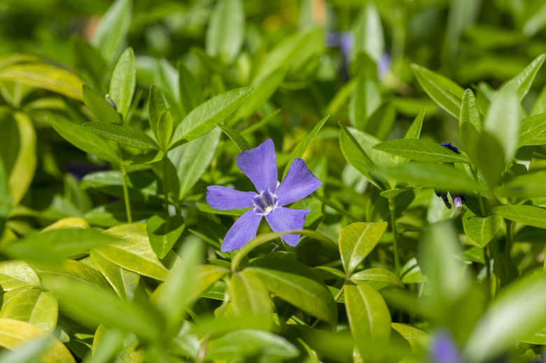 A single purple vinca Vinca minor flower in bloom.