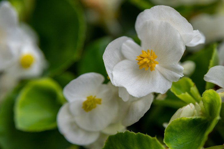 A close-up of white wax begonia Semperflorens x semperflorens-cultorum flowers with yellow centers in rural.