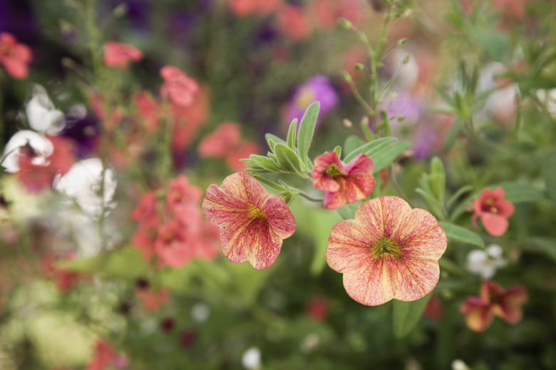 A close-up of some orange and white milliflora petunias Petunia x hybrida milliflora in bloom.