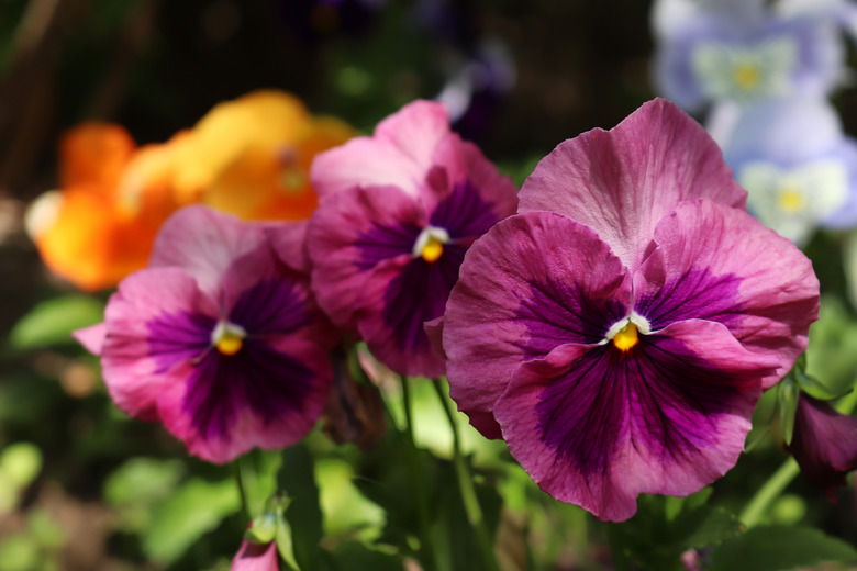 A close-up of some radiantly purple and pink pansies Viola x wittrockiana dappled in shade.