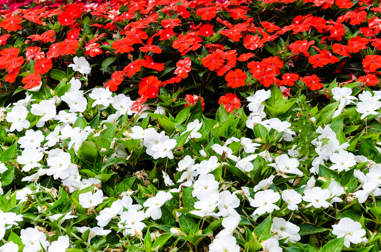 Rows of white and red impatiens Impatiens walleriana flowers growing in an Andalusian village.