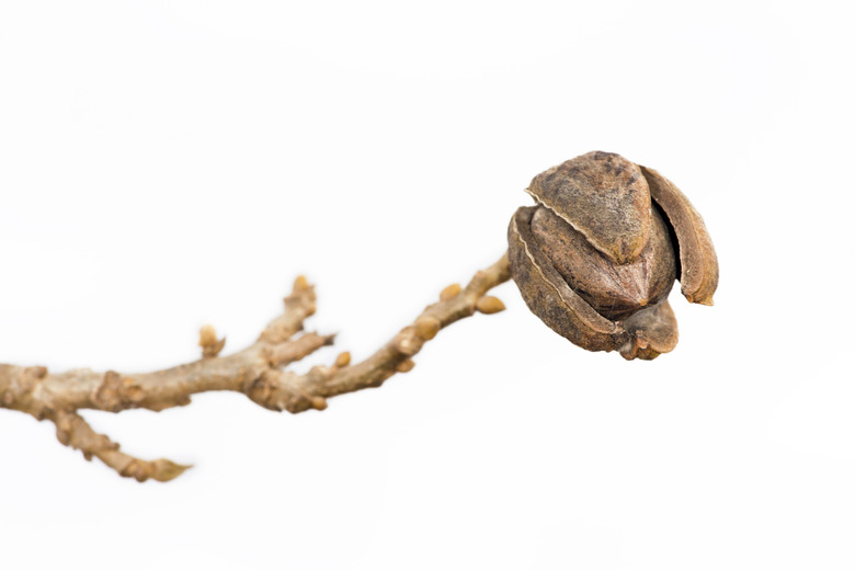 Pecan Nut Ripe