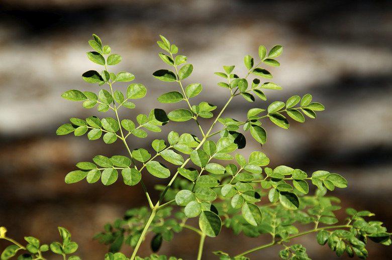 young moringa tree in sunshine
