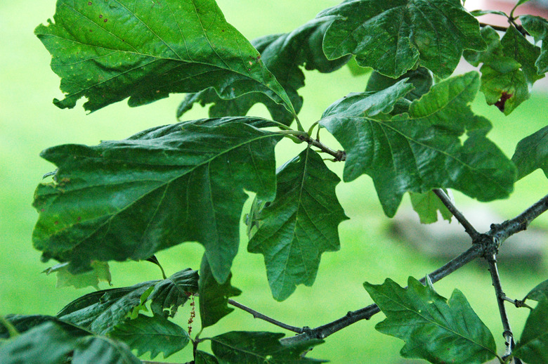 A close-up of the leaves of a swamp white oak Quercus bicolor.