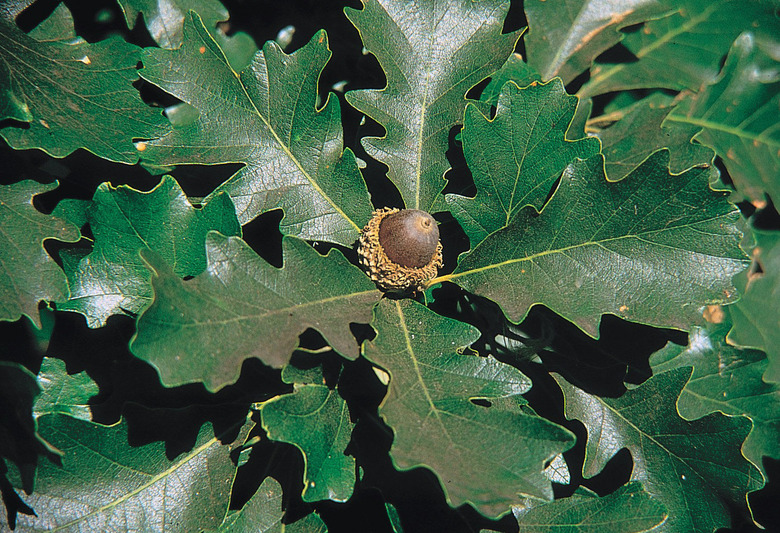 A close-up of some leaves and an acorn of a bur oak Quercus macrocarpa.