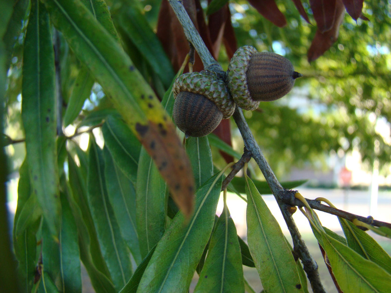 A close-up of some willow oak Quercus phellos leaves and acorns.