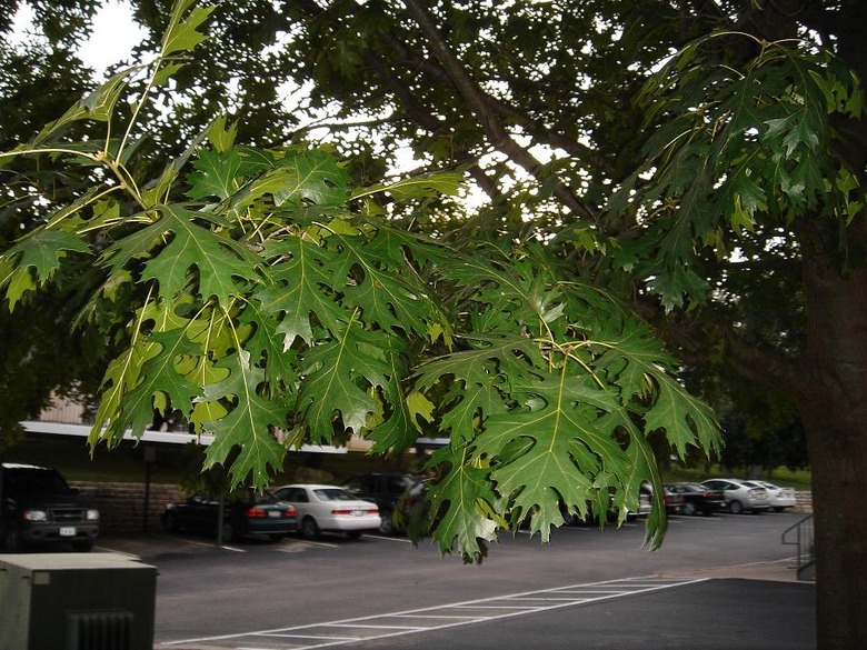 A close-up of some Shumard oak Quercus shumardii leaves illuminated by some light.