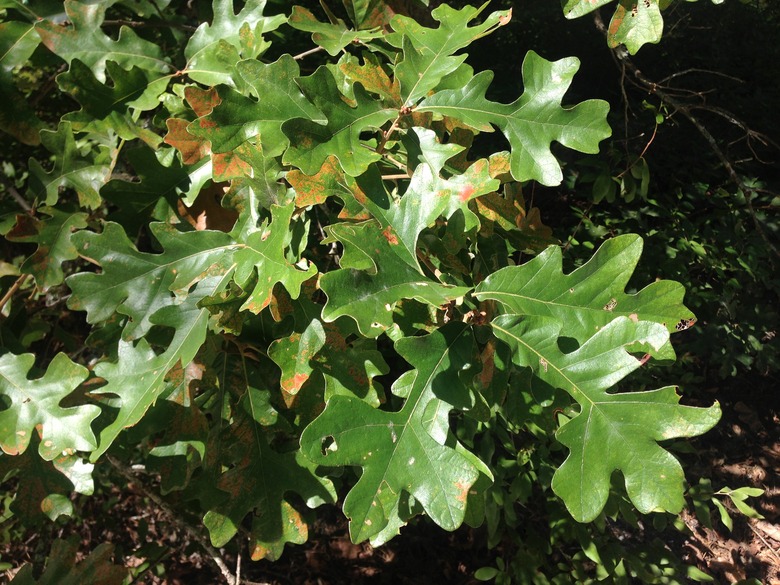 A close-up of some post oak Quercus stellata leaves dappled in sunlight in the Wharton State Forest in New Jersey.