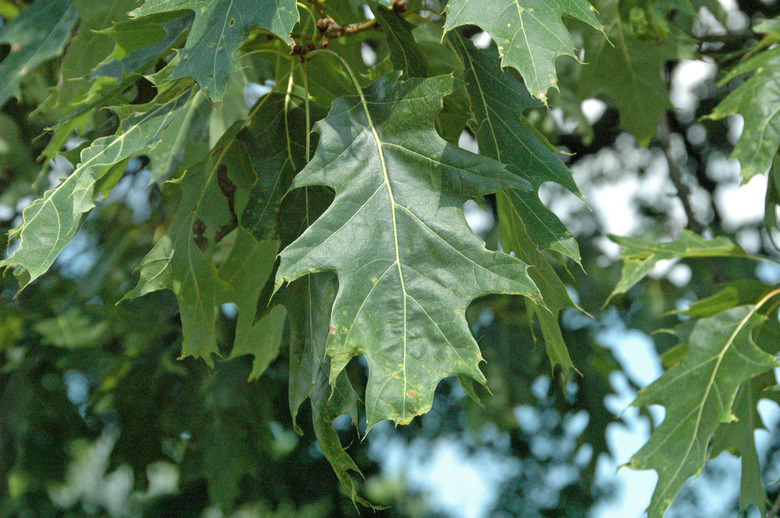 A close-up of the leaves of a northern red oak Quercus rubra at the Dawes Arboretum in Licking County