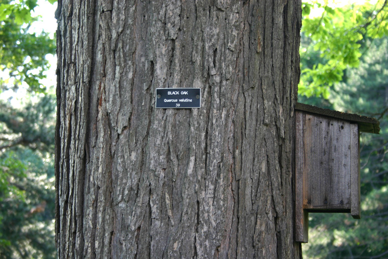 A straight-up shot of a black oak Quercus velutina trunk in Rochester