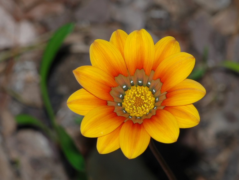 A lovely gazania flower with orange