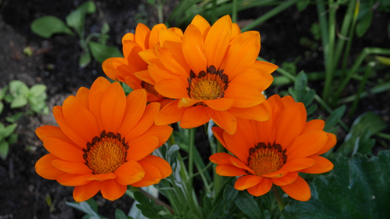 Four radiantly orange gazania flowers chilling in the shade.