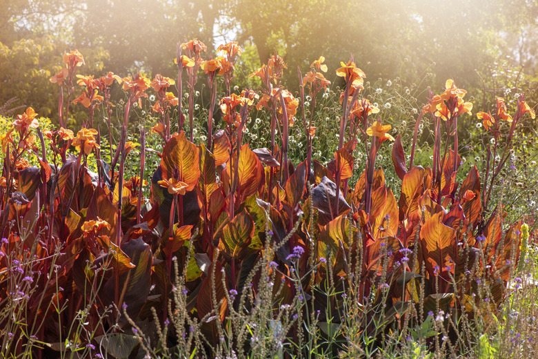 A close-up image of the tall