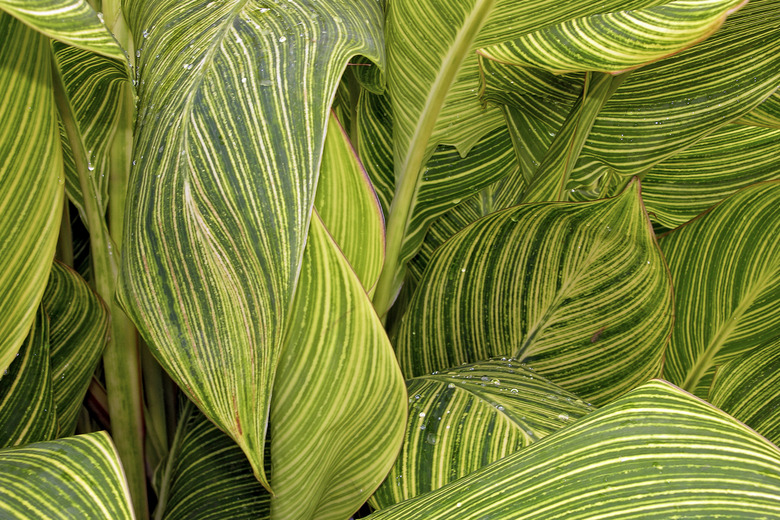 A close-up of the green and yellow variegated leaves of a Tropicanna® canna lily Canna 'Phasion' Tropicanna®.