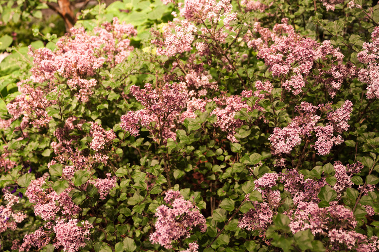A close-up of a Palbin Korean lilac Syringa meyeri 'Palbin' bush.