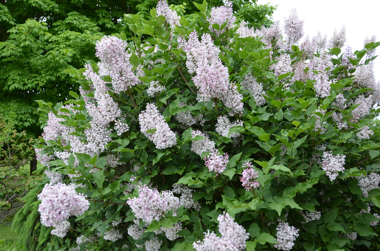 A Miss Kim Manchurian lilac Syringa pubescens subsp. patula is a medium-size lilac shrub with a height between 8 and 10 feet and spreads between 6 and 8 feet.