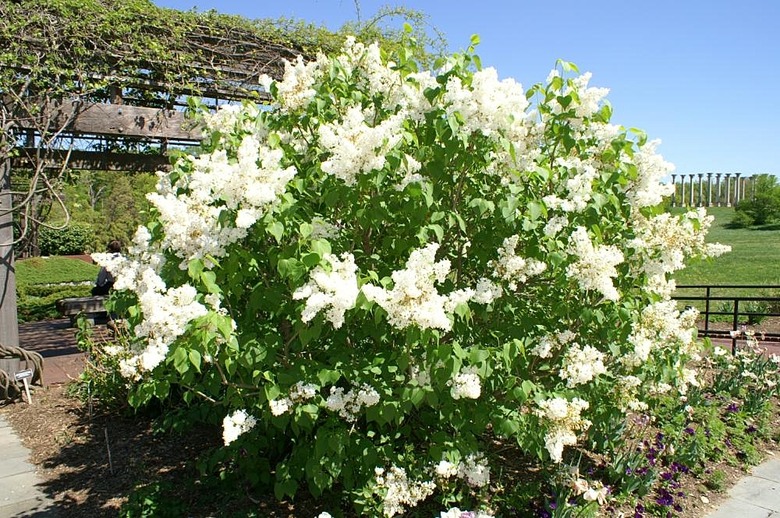 A Betsy Ross broadleaf lilac Syringa oblata var. Dilatata 'Betsy Ross' growing at the National Arboretum in Washington D.C.