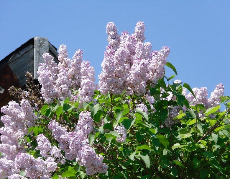 An upshot of a common lilac Syringa vulgaris bush in full bloom.