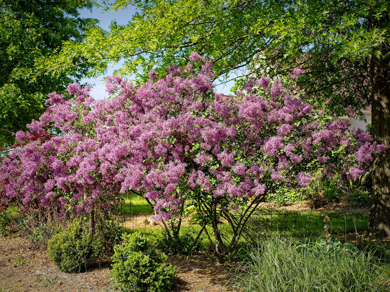 A few Bloomerang lilacs Syringa 'Penda' Bloomerang growing in Michigan.