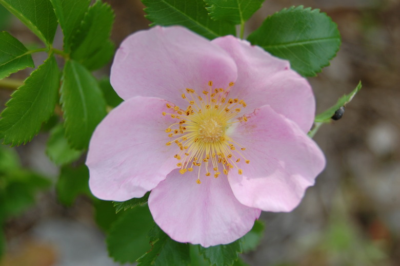 A delicately light pink Carolina rose Rosa carolina in a bit of shade.