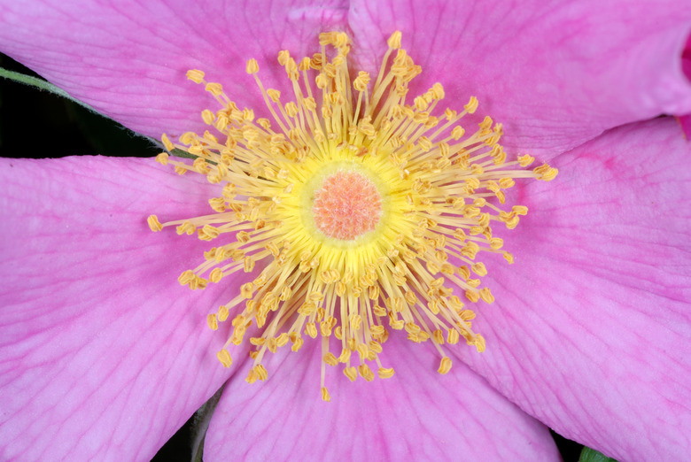 An extreme close-up of a pink swamp rose Rosa palustris flower.