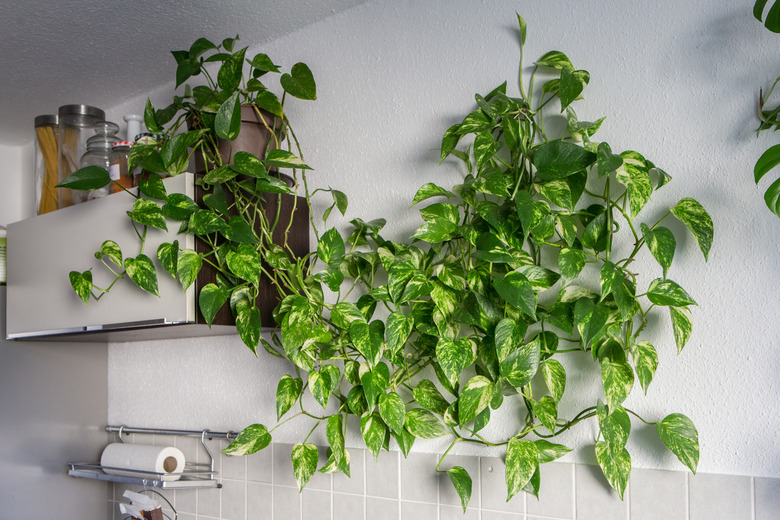 A devil's ivy Epipremnum pinnatum plant crawling across a kitchen wall.