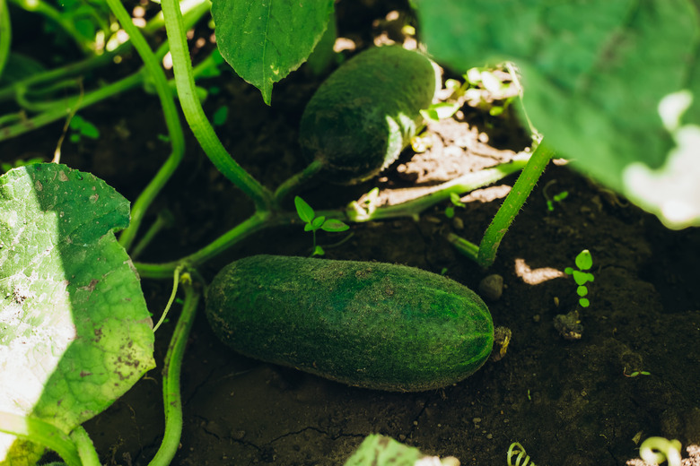 Cucumbers growing in a garden.