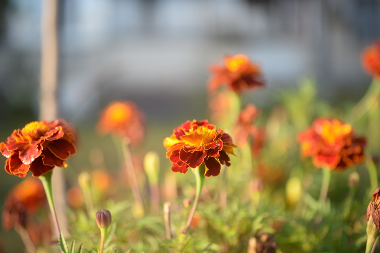 A close-up of some yellow-orange marigolds on a sunny day with blurred background