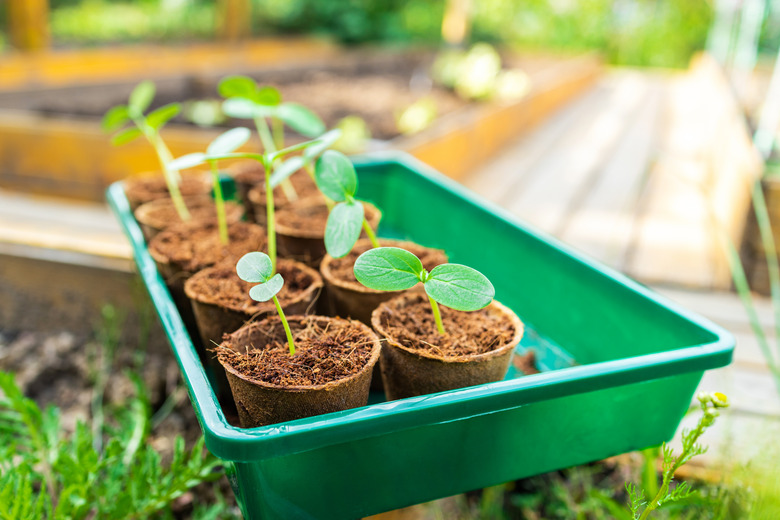 Young sprouts of cucumbers in ecological peat cups