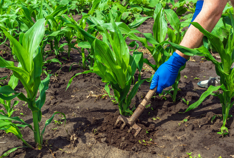 The farmer rakes the soil around some young corn plants.