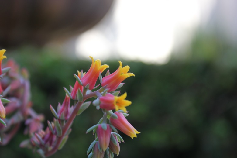 A few dainty little flowers of a Mexican hen and chicks Echeveria elegans plant.