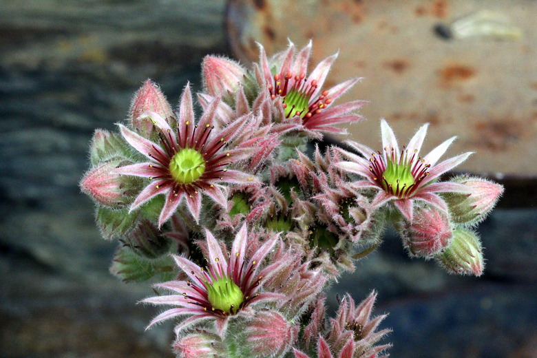 A blooming common houseleek Sempervivum tectorum