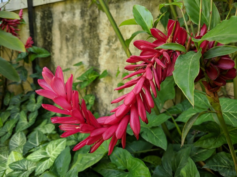 A close-up of a curled flower spike from a Hawaiian red ginger Alpinia purpurata plant.