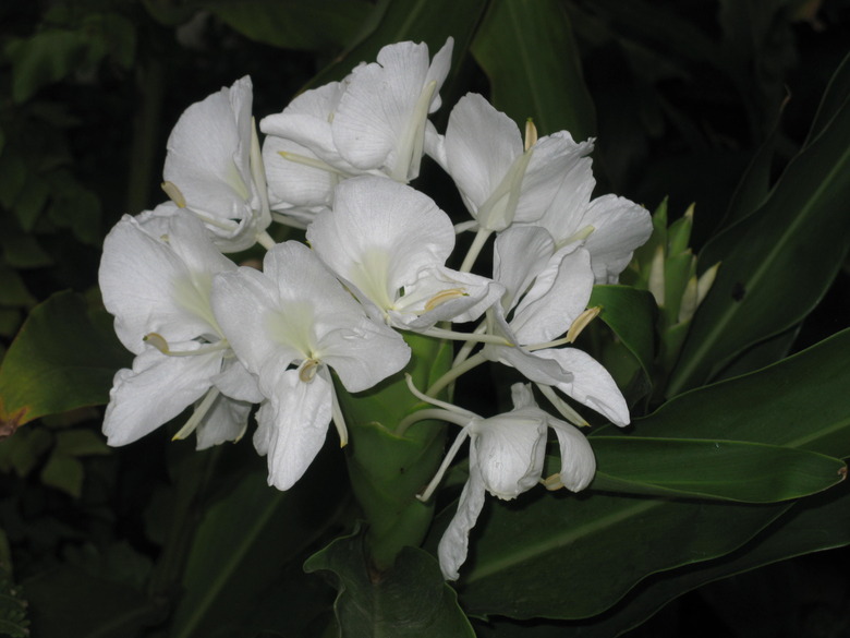 A close-up of some delicate ginger lily Hedychium coronarium flowers at night.