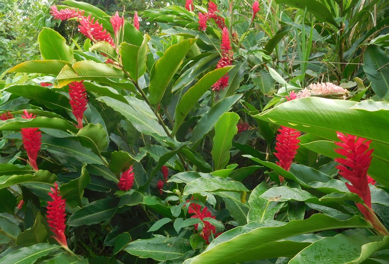 A handful of Hawaiian red ginger Alpinia purpurata flower spikes popping up in a garden.