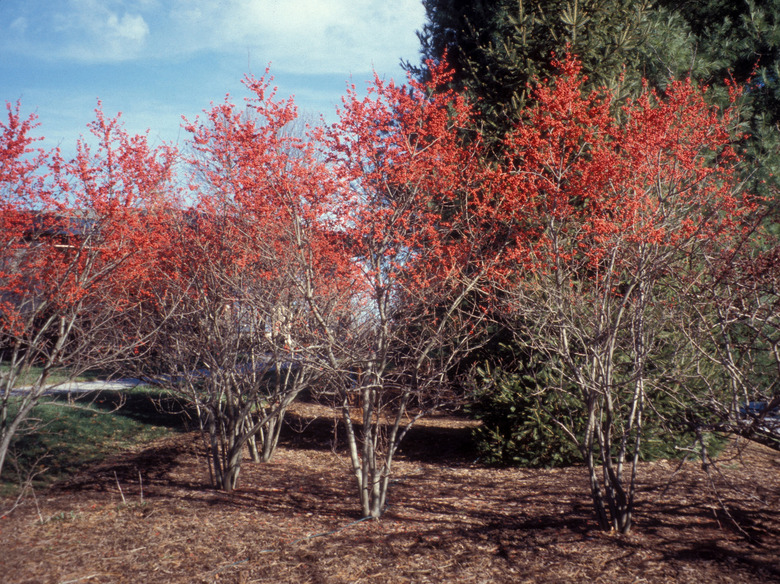 A handful of beautiful winterberry Ilex verticillata trees growing together.