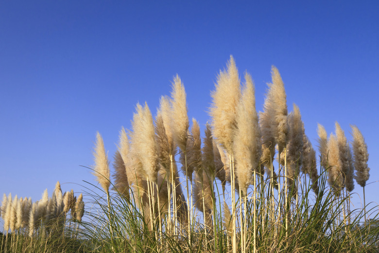 Pampas Grass
