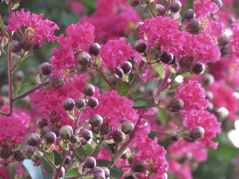 Crepe Myrtle in Bloom