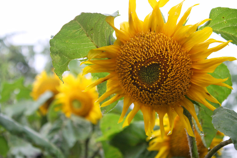 A beautiful sunflower with heart-shaped seeds.