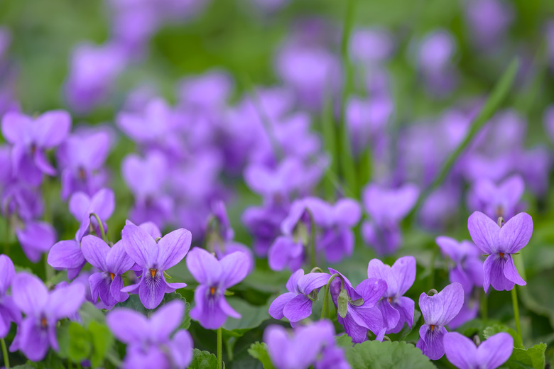 A flower bed with common violets Viola odorata flowers in bloom.