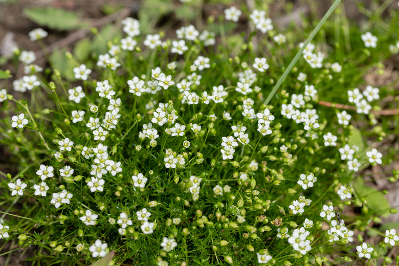 A close-up of the white flowers of Irish moss Sagina subulata