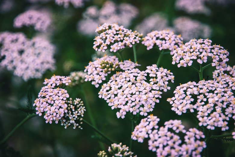 Pink yarrow Achillea millefolium flowers growing in a field.