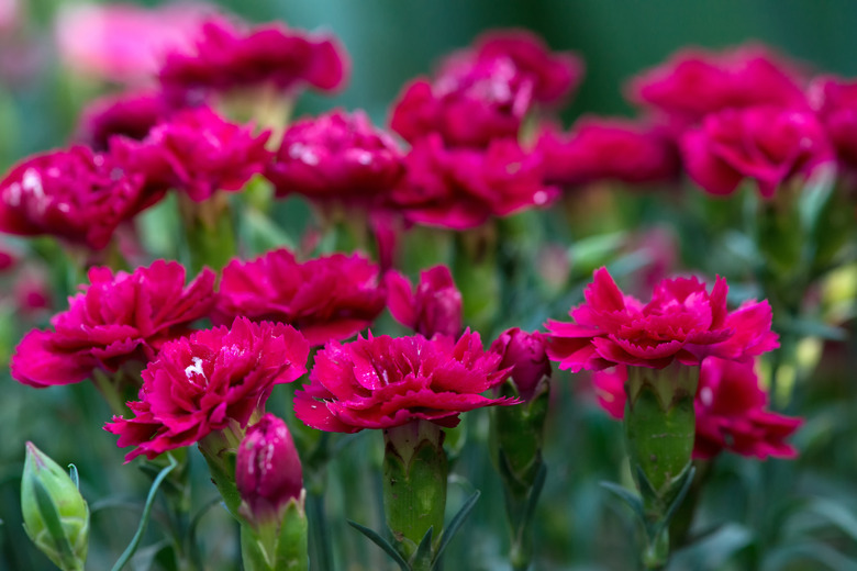 Blooming dark pink carnations in a spring garden.