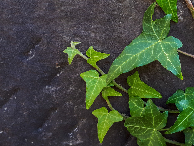 A high-angle view of English ivy Hedera helix on stone.