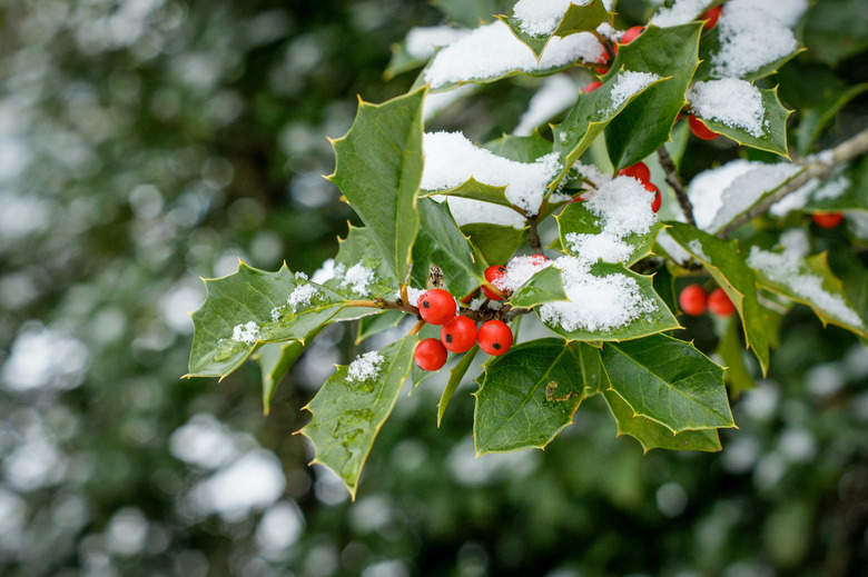 A branch of holly Ilex aquifolium dappled in snow after a winter storm.