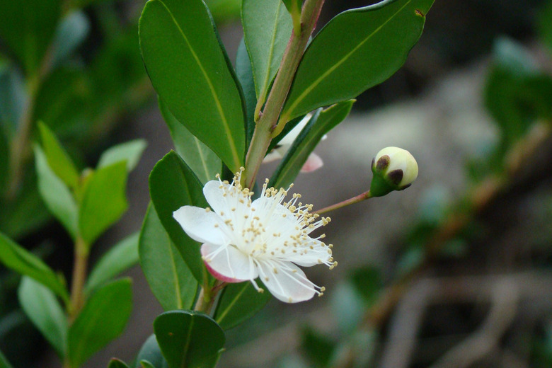 A white myrtle Myrtus communis flower in bloom next to an unopened bud.