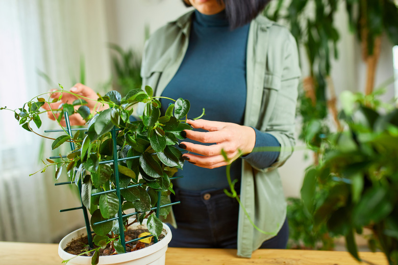 A person taking care of a mandevilla houseplant.