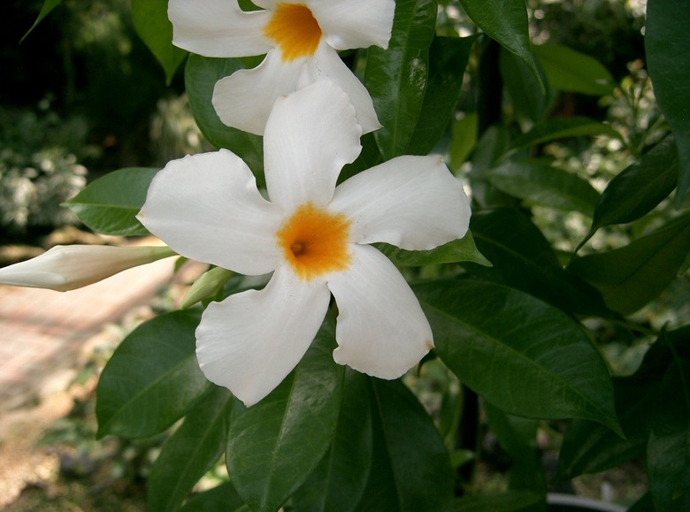 Two delightfully delicate white dipladenia Mandevilla boliviensis flowers.