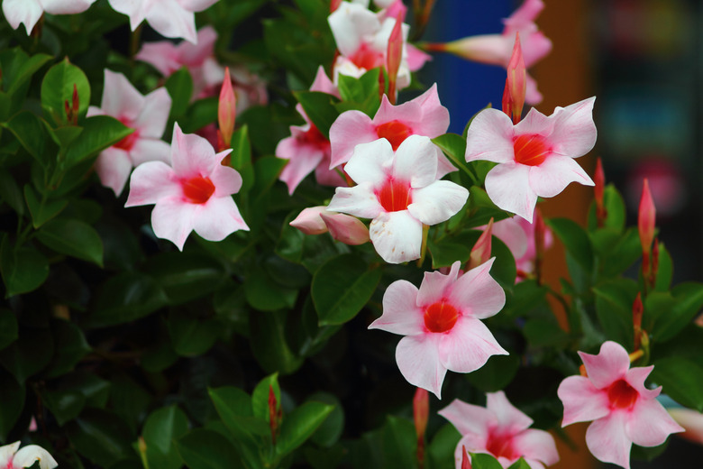 Pale pink flowers from a dipladenia plant Mandevilla sanderi.