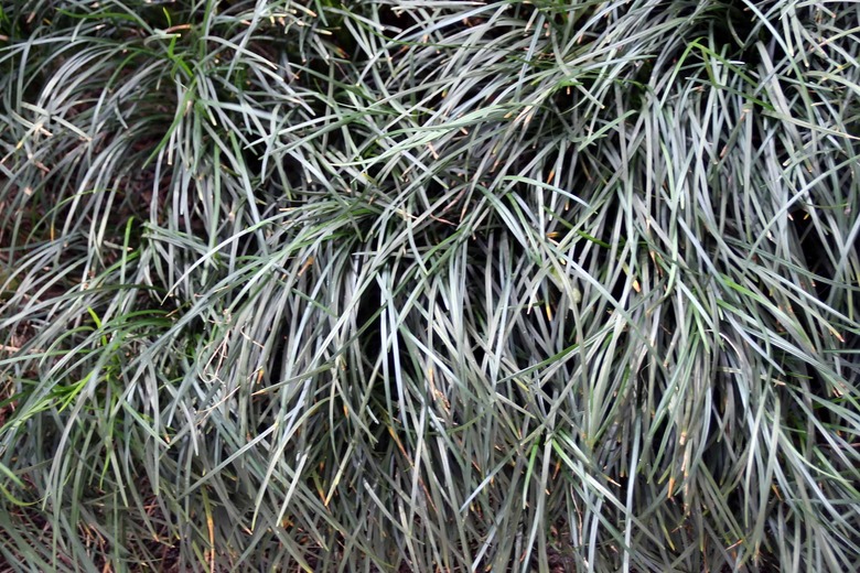 A close-up of some dwarf lilyturf Ophiopogon japonicus growing in a thick manner.